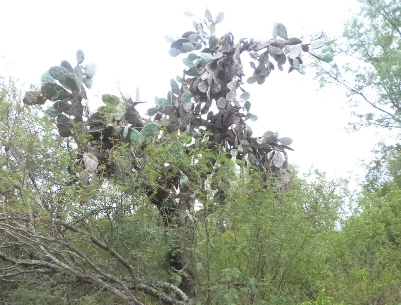 Opuntia quimilo, photographed by Jose Luis Navarro