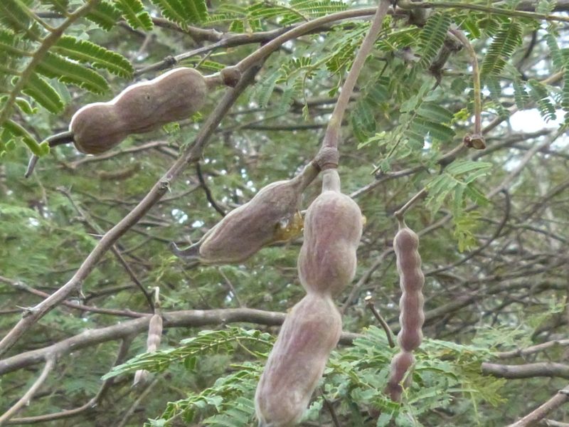 Vachellia aroma, photographed by Jose Luis Navarro