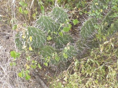 Opuntia sulphurea, photographed by Jose Luis Navarro