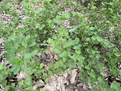 Ribes uva-crispa, photographed by Radosław Puchałka