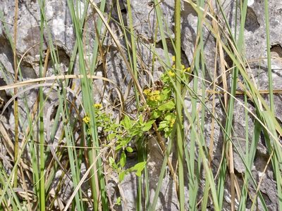 Perityle lindheimeri, photographed by Michelle W. （鍾偉瑋）