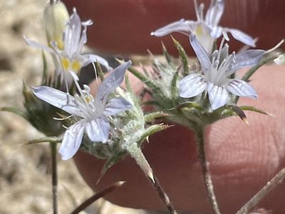Eriastrum eremicum, photographed by Bobby McCabe