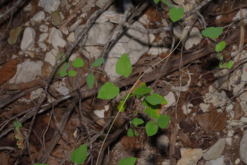 Clematis texensis, photographed by Michelle W. （鍾偉瑋）