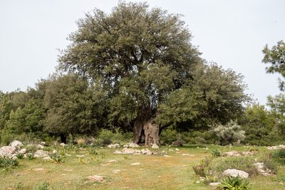 Olea europaea, photographed by Bob Walker
