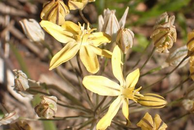 Triteleia ixioides, photographed by Steve Woodward
