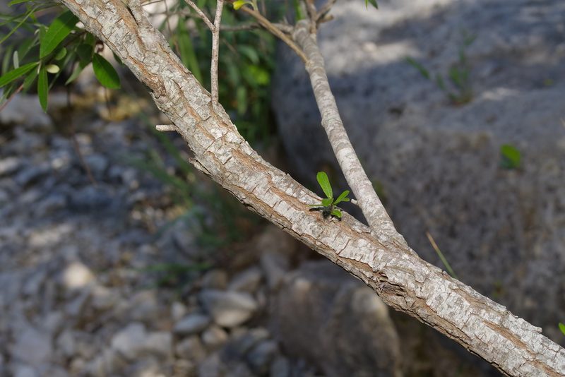 Salix caroliniana, photographed by Michelle W. （鍾偉瑋）