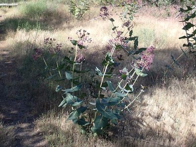 Asclepias cordifolia, photographed by Steve Woodward