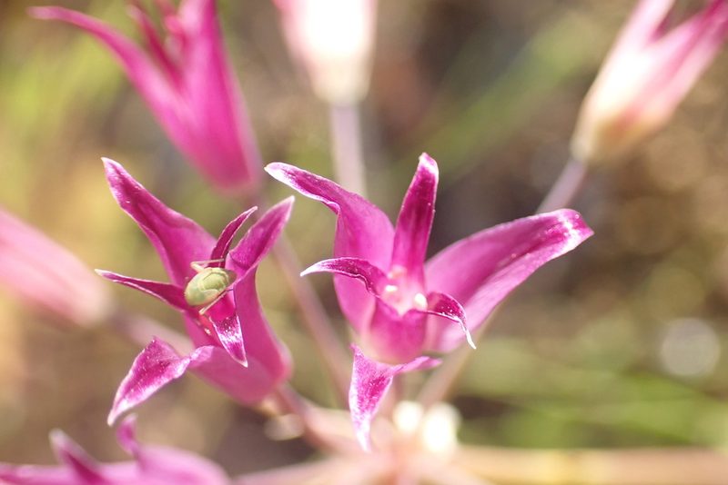 Allium peninsulare, photographed by Steve Woodward