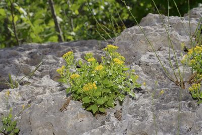 Perityle lindheimeri, photographed by Michelle W. （鍾偉瑋）