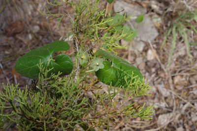 Odontostephana reticulata, photographed by Michelle W. （鍾偉瑋）