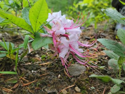 Rhododendron periclymenoides, photographed by Sol Matthew Pombuena