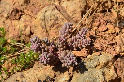 Sedum hispanicum, photographed by Ирина Хохрякова