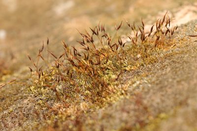 Tortula muralis, photographed by Stephen James McWilliam