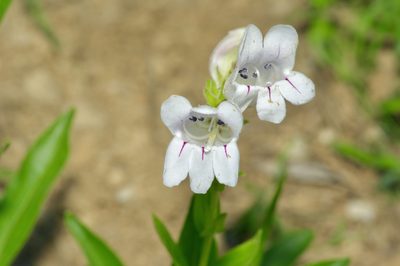 Penstemon cobaea, photographed by Michelle W. （鍾偉瑋）