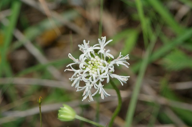 Marshallia caespitosa, photographed by Michelle W. （鍾偉瑋）