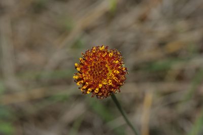 Gaillardia suavis