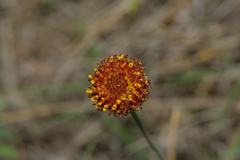 Gaillardia suavis, photographed by Michelle W. （鍾偉瑋）