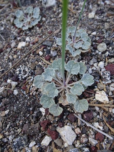 Eriogonum davidsonii, photographed by Heather Dawnstar Sabin