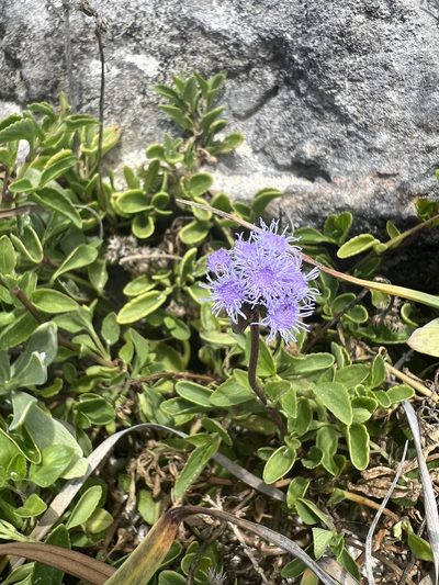 Ageratum maritimum, photographed by Justin Flint