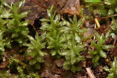 Plagiomnium insigne, photographed by Braden J. Judson