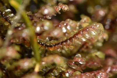 Scapania americana, photographed by Braden J. Judson