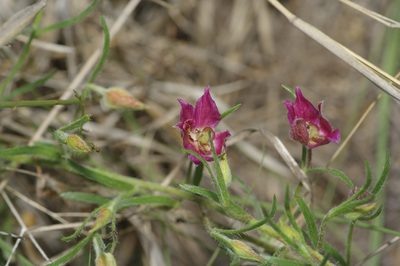 Krameria lanceolata, photographed by Michelle W. （鍾偉瑋）