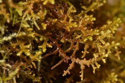 Porella navicularis, photographed by Braden J. Judson