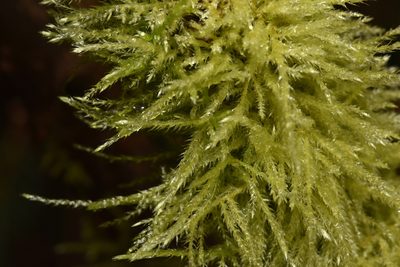 Kindbergia praelonga, photographed by Braden J. Judson