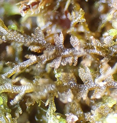 Mesoptychia turbinata, photographed by Jonathan Hughes