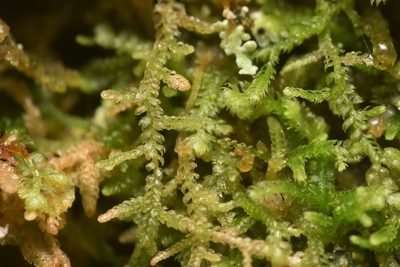 Lepidozia reptans, photographed by Braden J. Judson