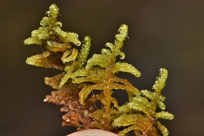 Calliergonellopsis dieckii, photographed by Braden J. Judson