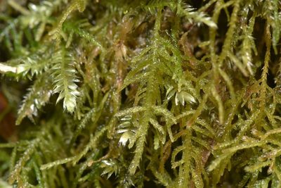 Heterocladium macounii, photographed by Braden J. Judson