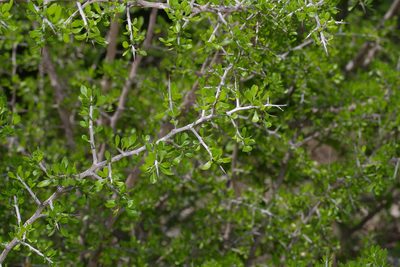 Condalia viridis, photographed by Michelle W. （鍾偉瑋）