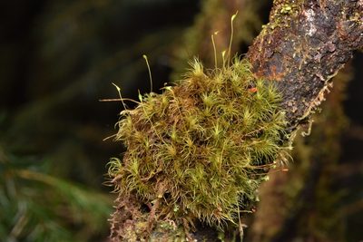 Dicranum fuscescens, photographed by Braden J. Judson