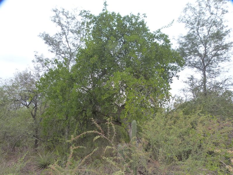 Morisonia speciosa, photographed by Jose Luis Navarro