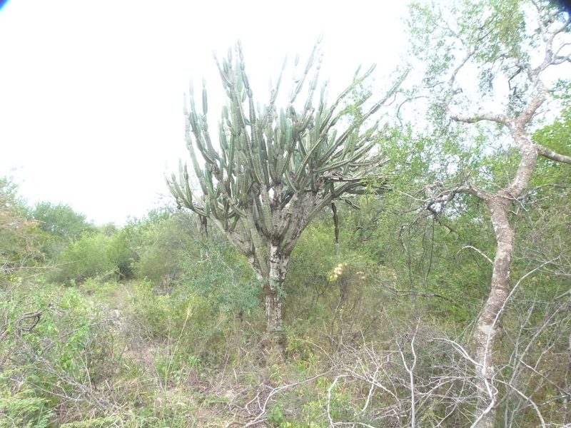 Cereus forbesii, photographed by Jose Luis Navarro