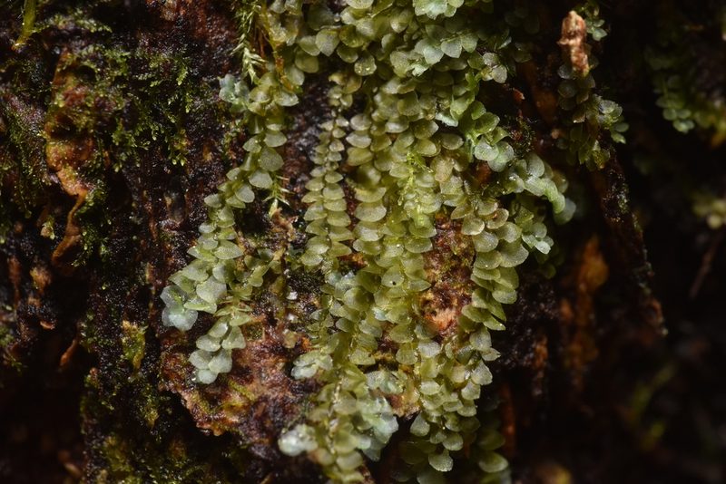 Calypogeia azurea, photographed by Braden J. Judson