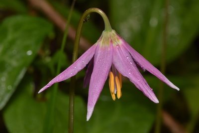 Erythronium revolutum, photographed by Braden J. Judson