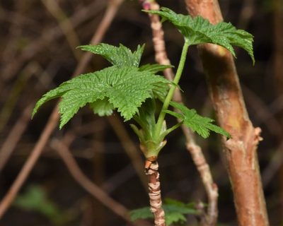 Ribes bracteosum, photographed by Braden J. Judson