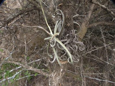Tillandsia duratii, photographed by Jose Luis Navarro