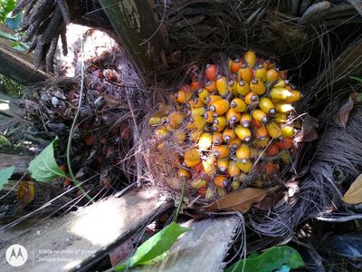 Elaeis oleifera, photographed by Enrique Salazar