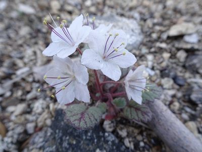 Phacelia longipes, photographed by Heather Dawnstar Sabin