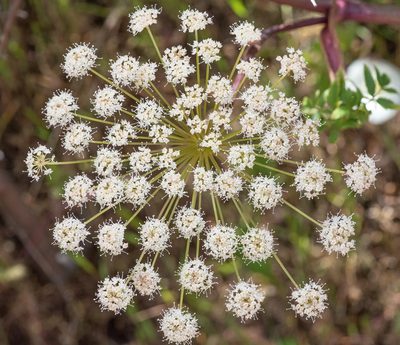 Angelica californica, photographed by Don Loarie
