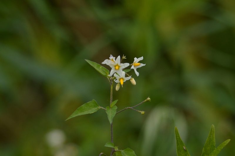 Solanum pilcomayense, photographed by Andrea Gantzer