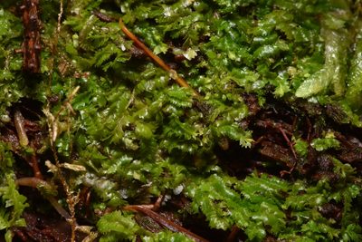 Lophocolea bidentata, photographed by Braden J. Judson