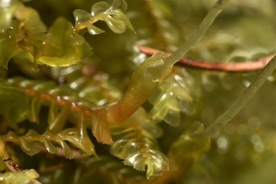 Plagiochila porelloides, photographed by Braden J. Judson