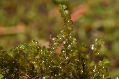 Chiloscyphus polyanthos, photographed by Braden J. Judson