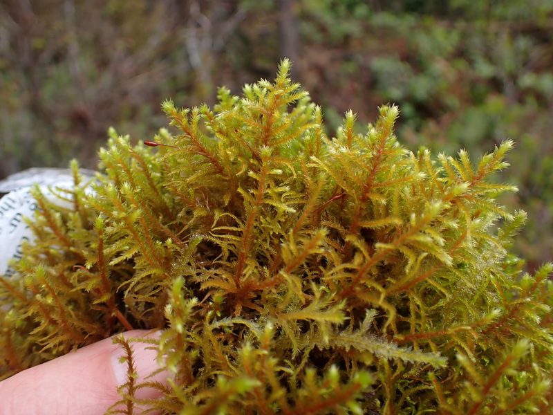 Antitrichia californica, photographed by Randal