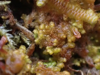 Ptilidium pulcherrimum, photographed by Randal