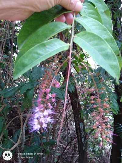Hirtella racemosa, photographed by Enrique Salazar